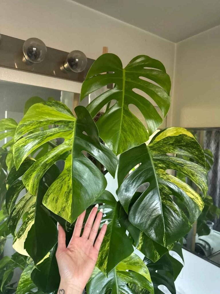 Complete Monstera Care