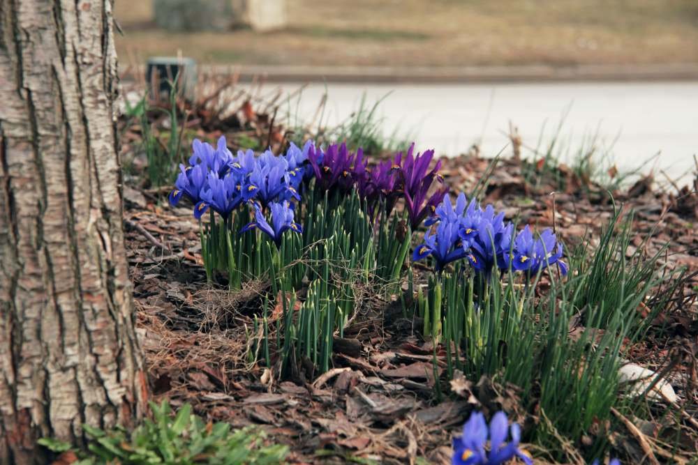 Does Mulch Really Prevent Weeds in Your Garden Does Mulch Really Prevent Weeds in Your Garden