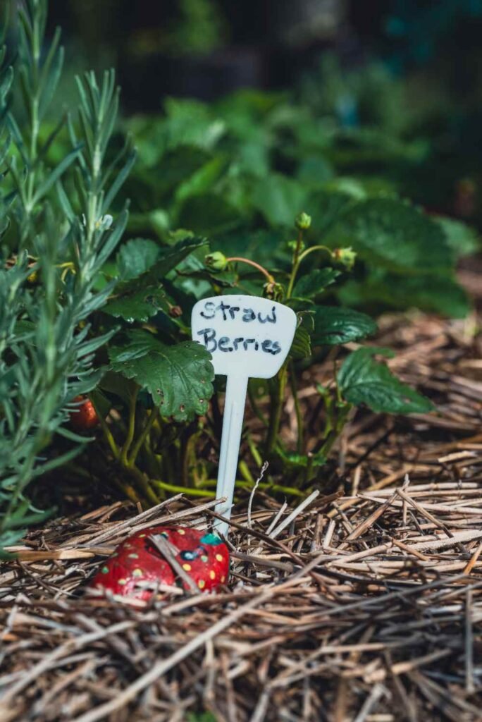 Does Mulch Really Prevent Weeds in Your Garden2