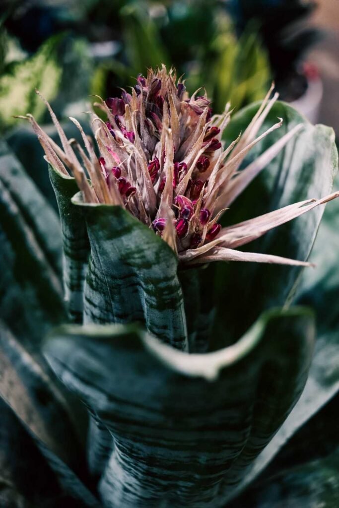 Why Your Bromeliad Is Dying
