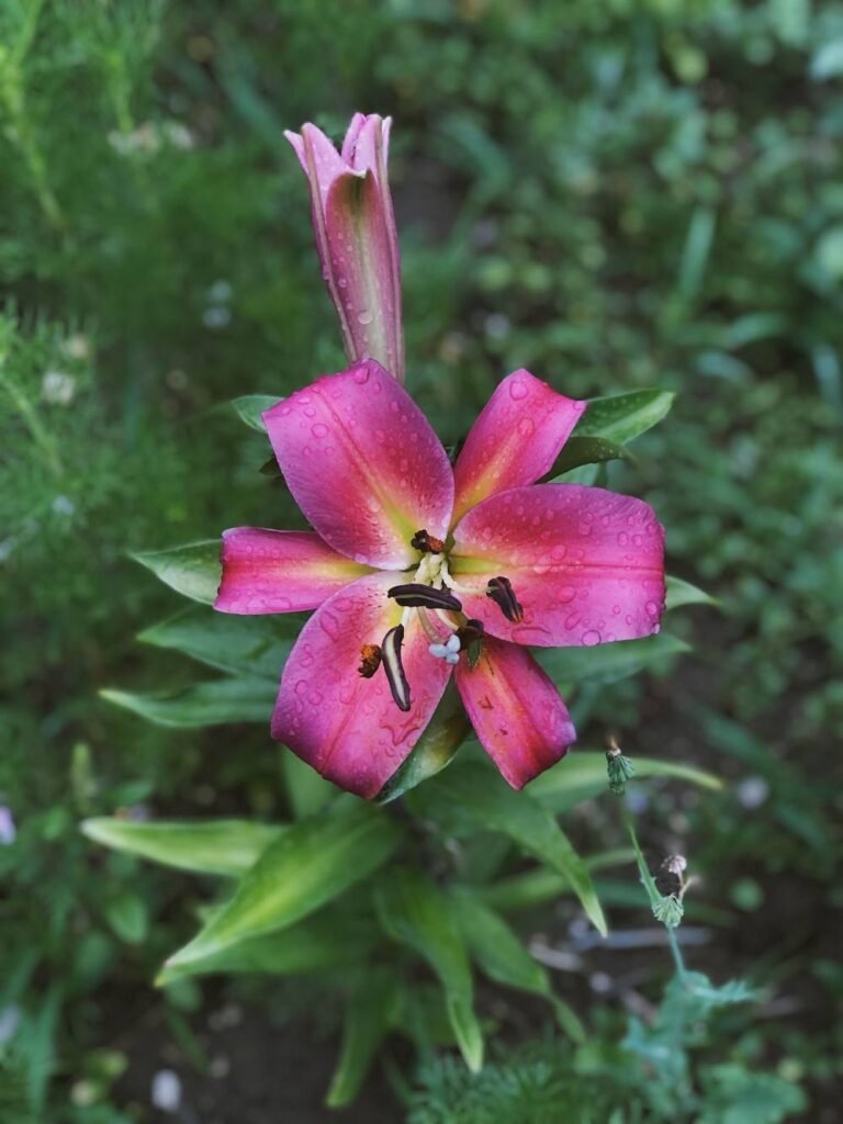 Signs Your Lilies Get Too Much Sun