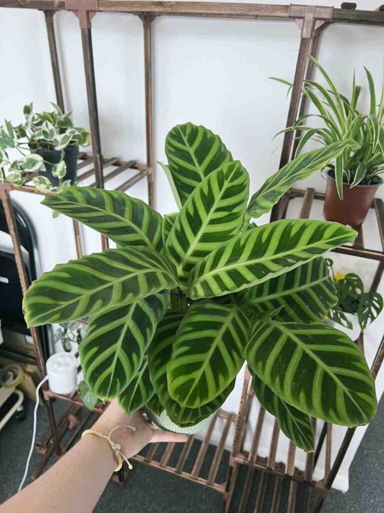 Calathea