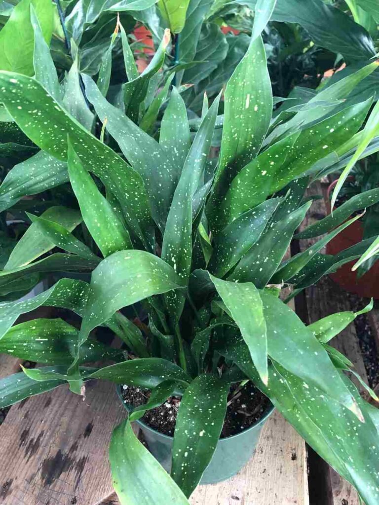 Cast Iron Plant