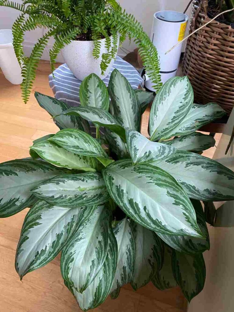 Chinese Evergreen