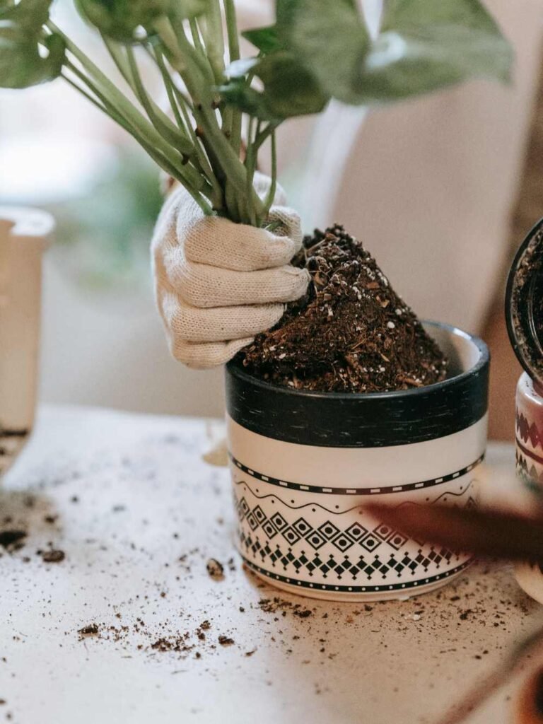 Fertilizing to Encourage New Growth