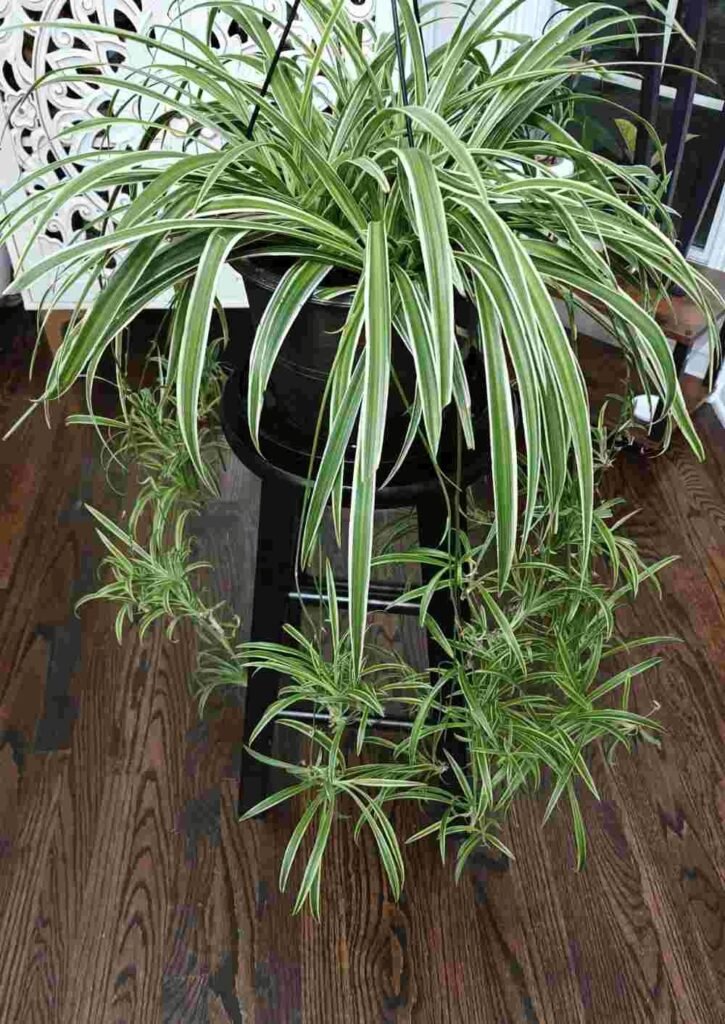 Spider Plant