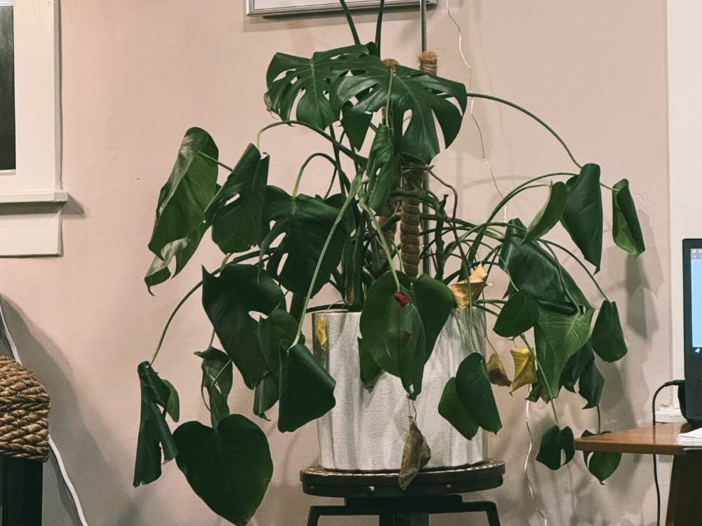 Why Your Monstera Leaves Are Drooping and How to Fix Them Why Your Monstera Leaves Are Drooping