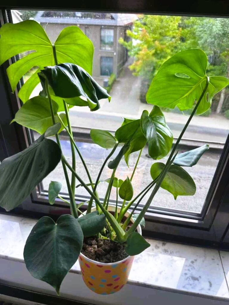 Why Your Monstera Leaves Are Drooping2