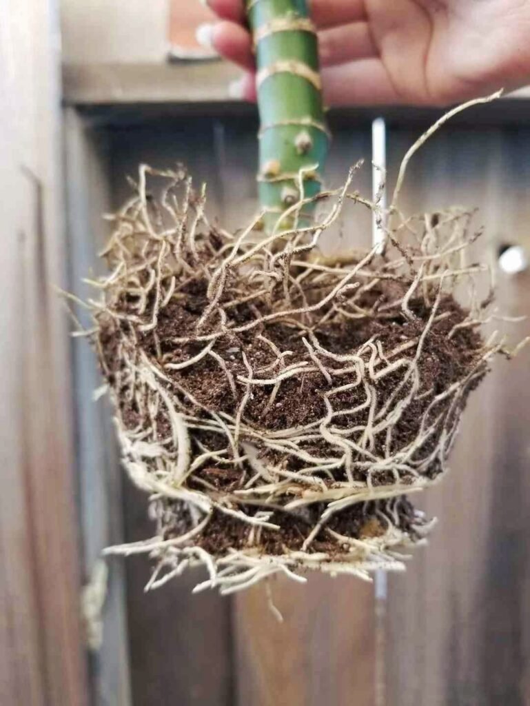 Signs Your Dieffenbachia Is Root Bound