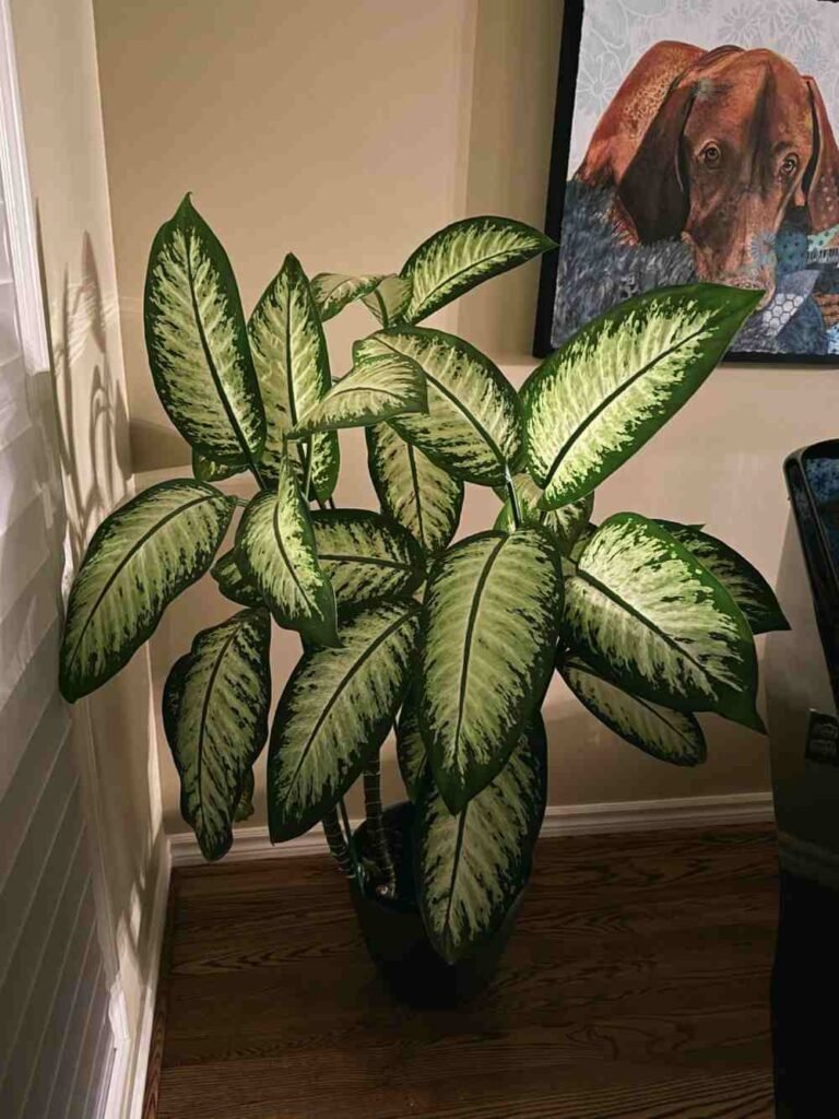 Signs Your Dieffenbachia Is Root Bound