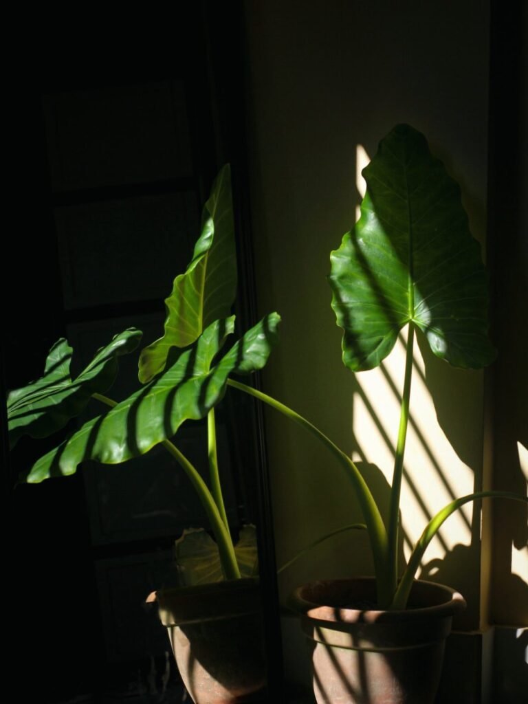 Inadequate or Harsh Light