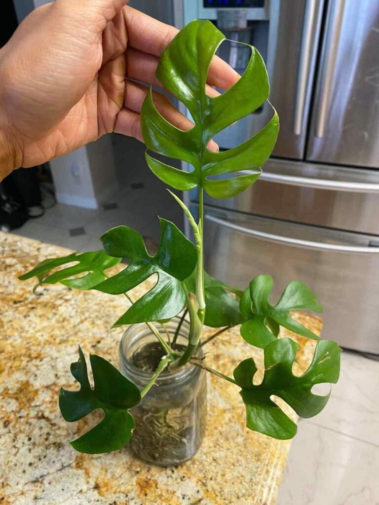 Monstera vs Mini Monstera