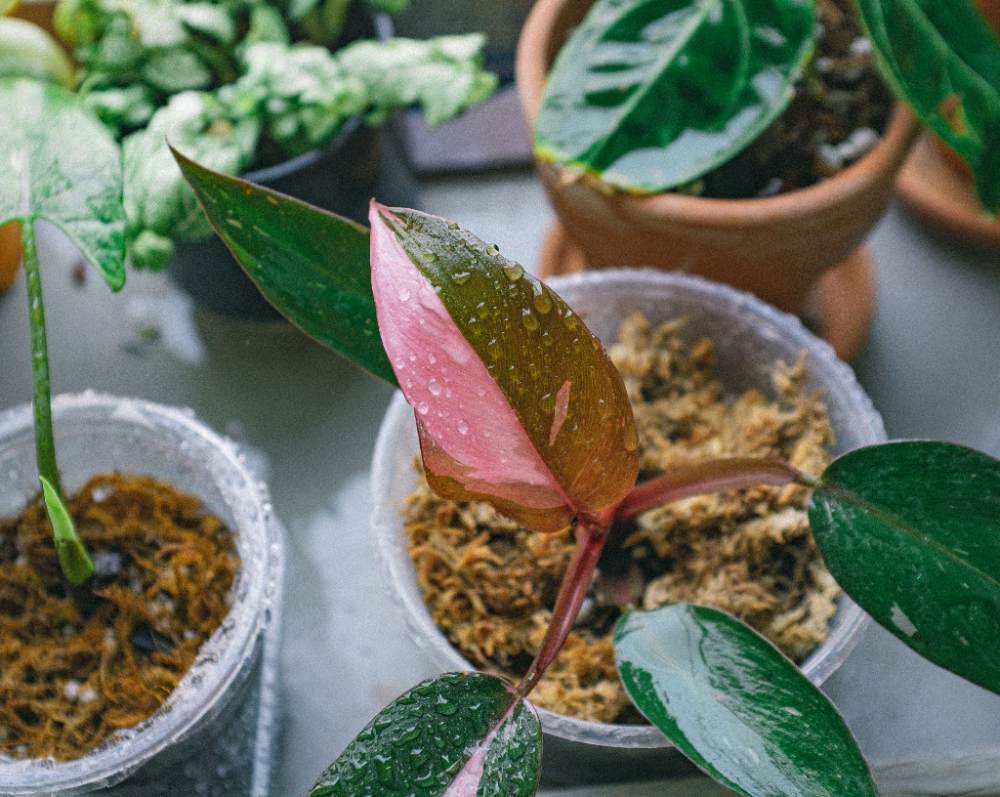 Propagating Bare Stems for a Fuller Plant