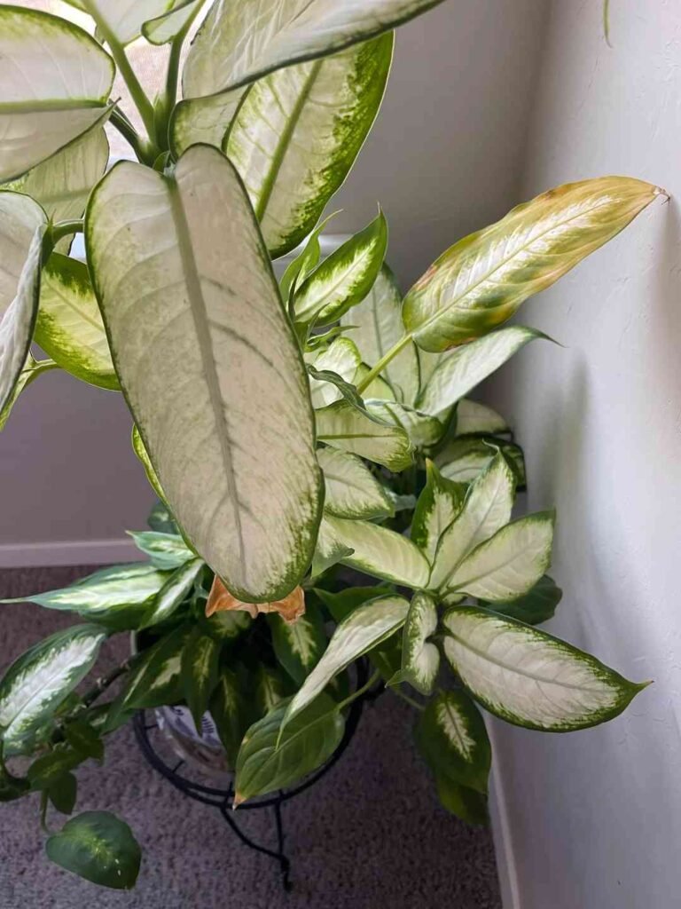 Why Dieffenbachia Leaves Turn White
