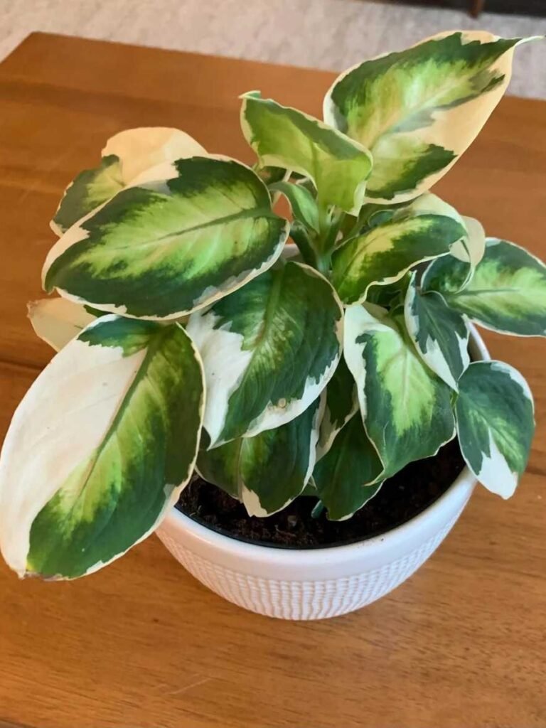 Why Dieffenbachia Leaves Turn White