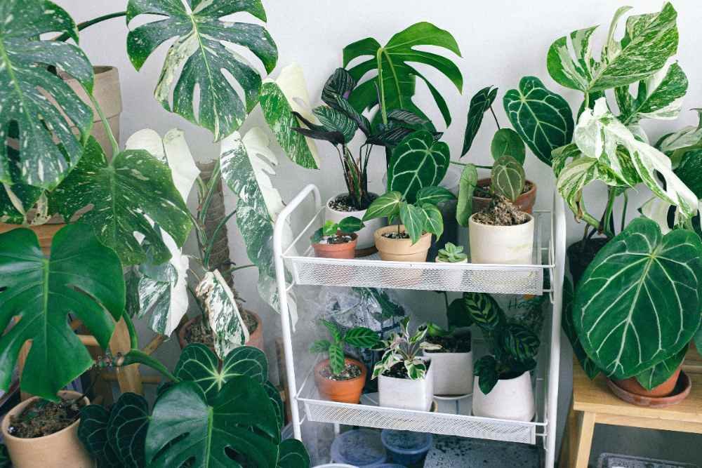 People Confuse Split Leaf Philodendron and Monstera