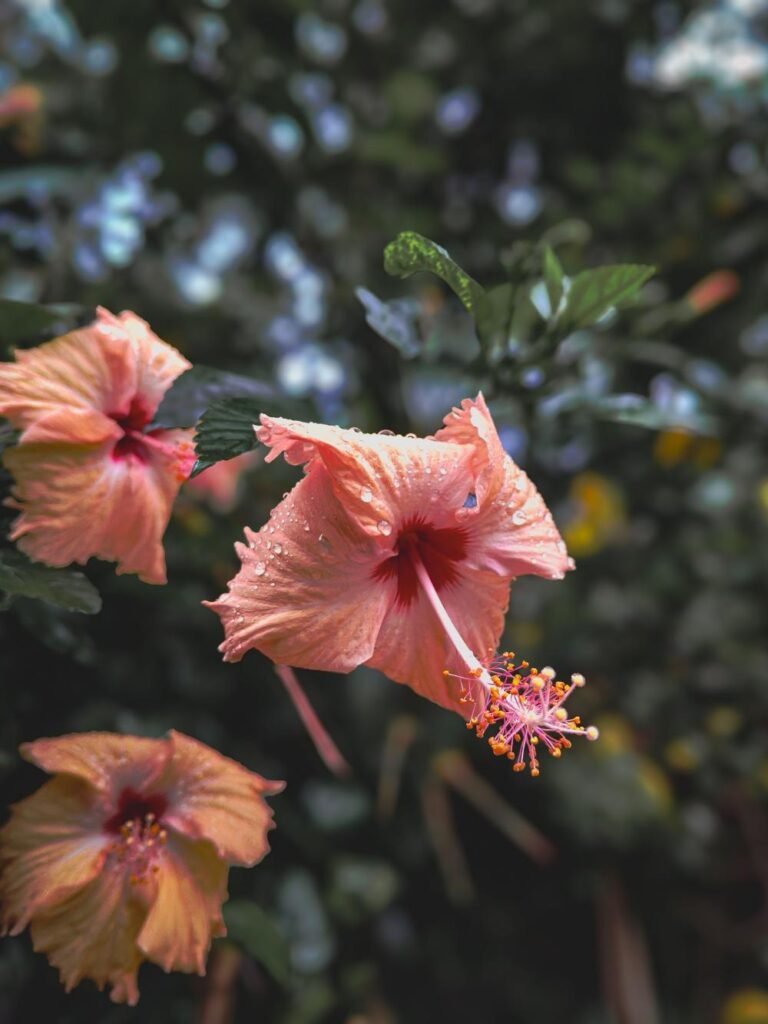 Why Hibiscus Leaves Turn Yellow