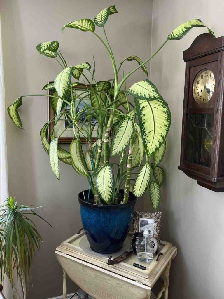 Why Your Dieffenbachia Has Small Leaves