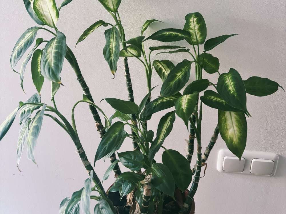 Why Your Dieffenbachia Has Small Leaves and How to Fix It Why Your Dieffenbachia Has Small Leaves