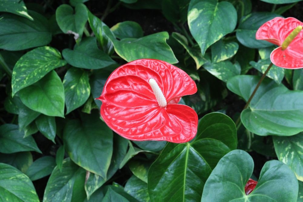 Anthurium vs Alocasia: How to Tell These Popular Houseplants Apart Anthurium vs Alocasia