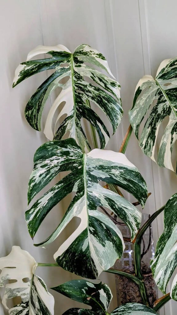 Complete Guide to Cleaning Monstera Leaves Safely