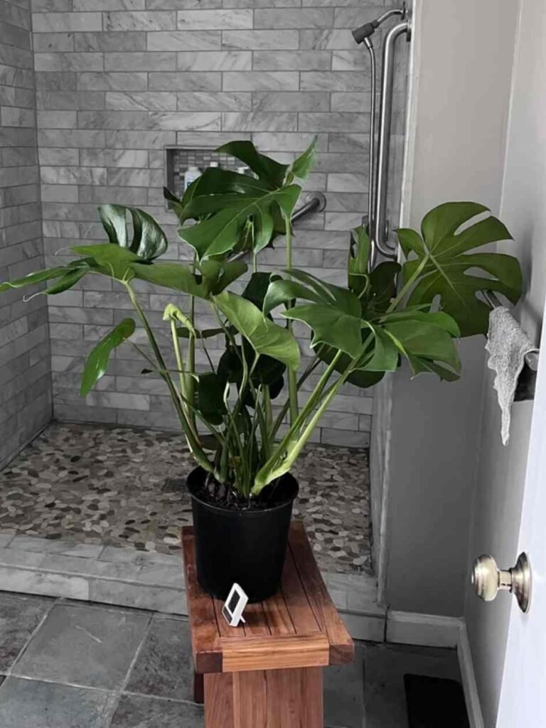 Do Monsteras Like Humidity