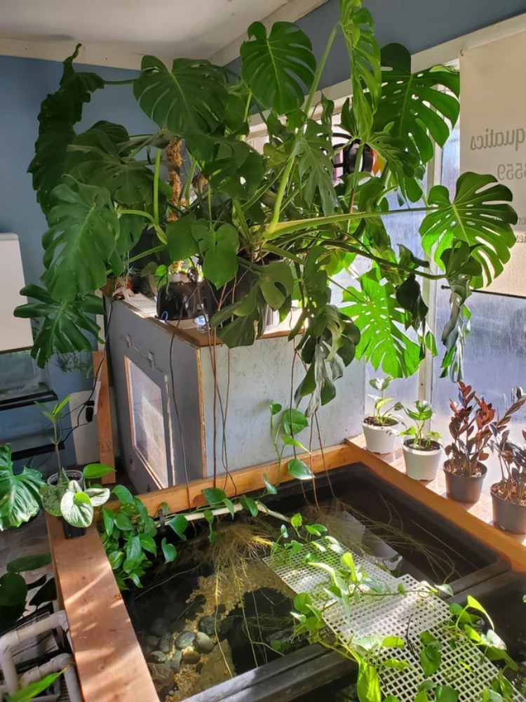 Do Monsteras Like Humidity