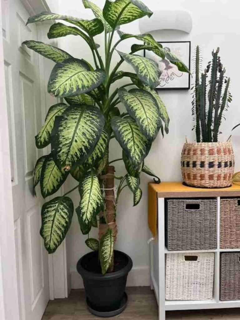 Dumb Cane