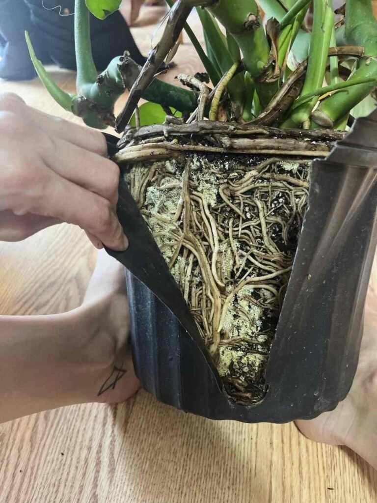 How to Identify and Treat Monstera Root Rot