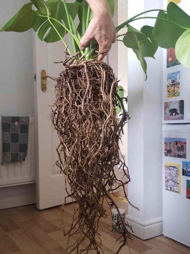 Understanding Monstera Root Rot