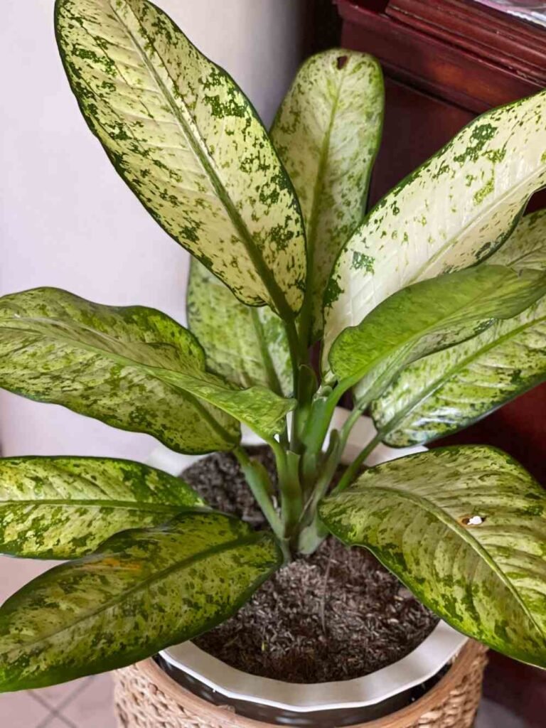 Why Is My Dieffenbachia Wilting