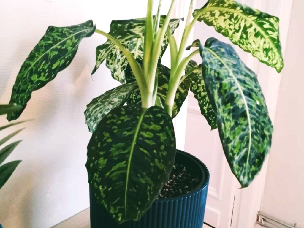 Why Your Dieffenbachia Is Drooping