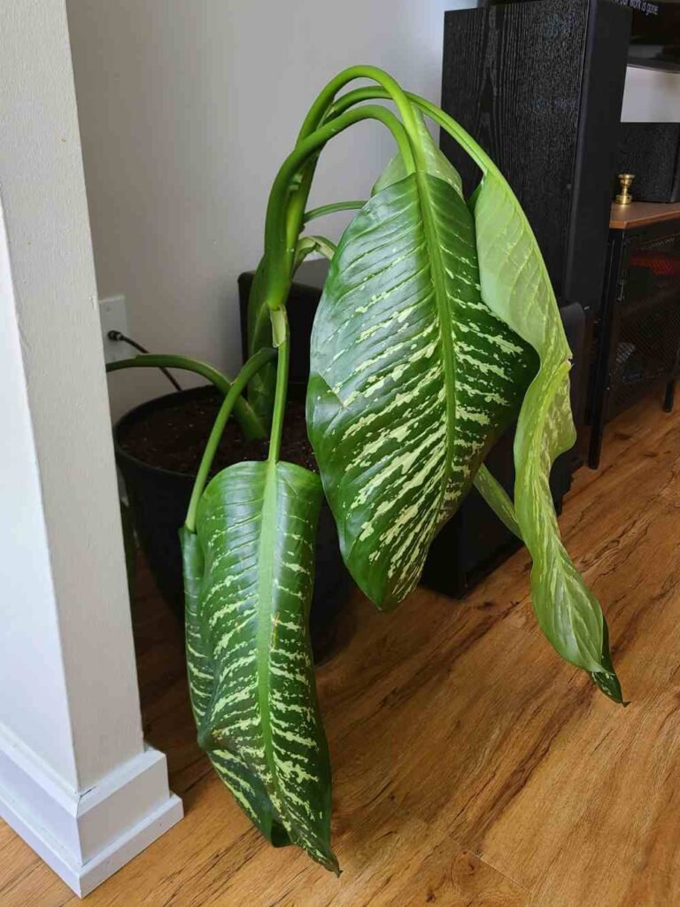 Why Your Dieffenbachia Is Drooping