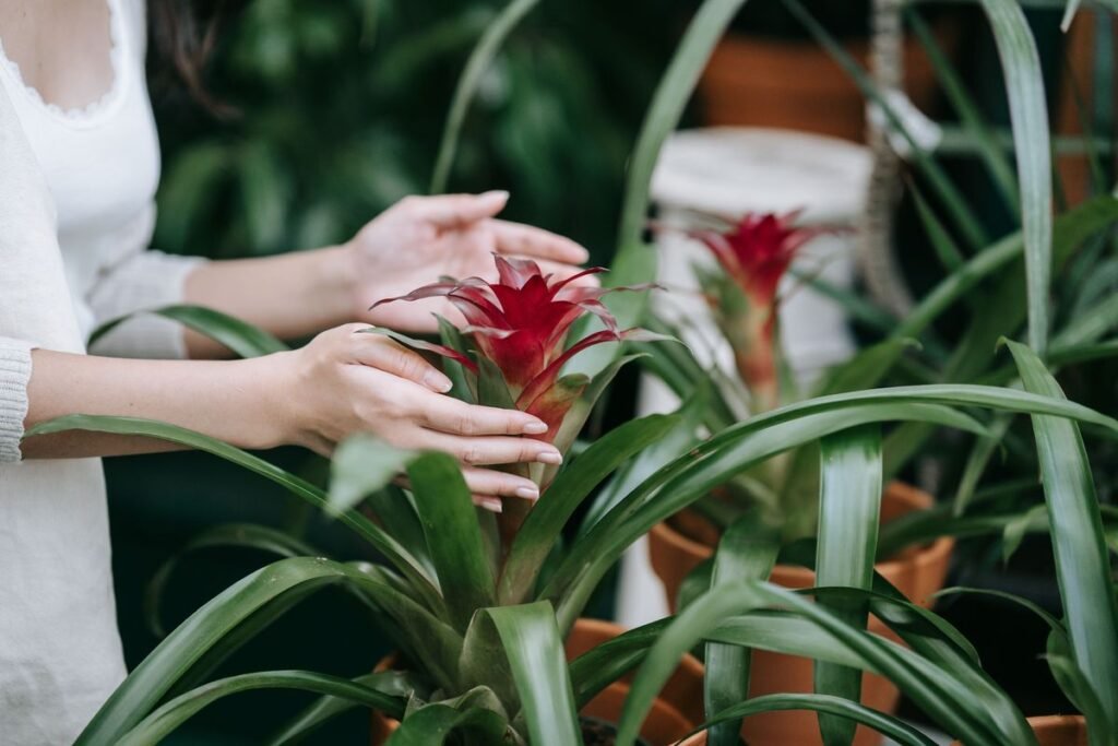 Why Your Bromeliad Is Dying and How to Save It Why Your Bromeliad Is Dying and How to Save It