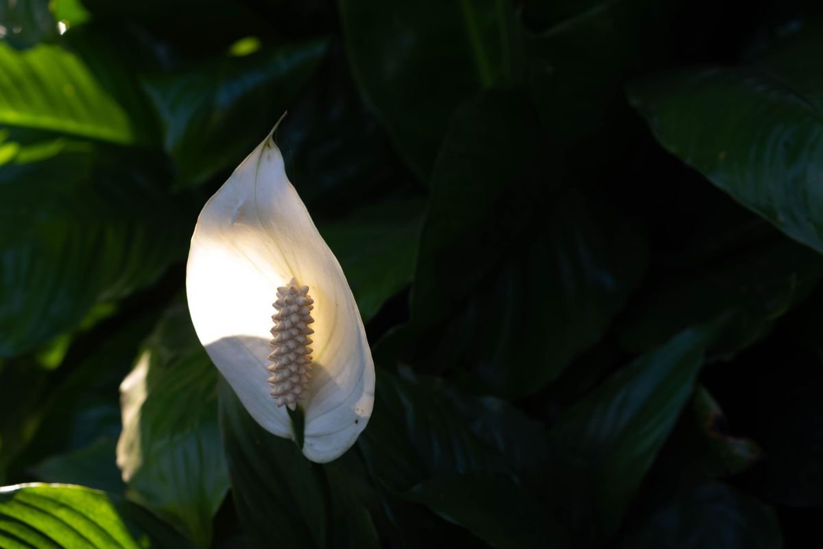 How to Grow Peace Lilies Outdoors Successfully