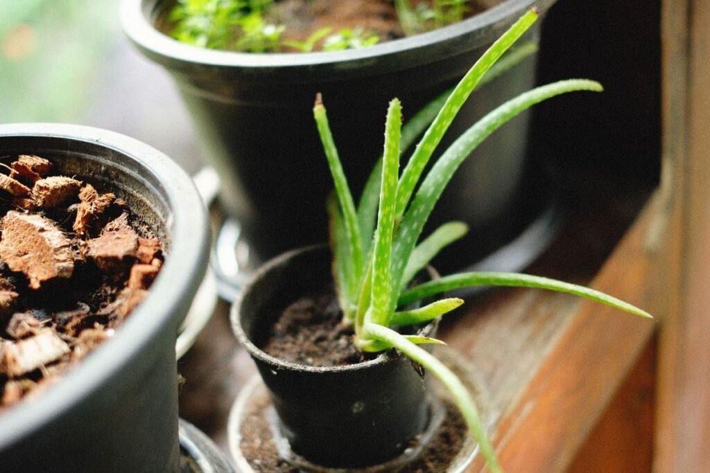 How Big Do Aloe Plants Get and How to Manage Their Size How Big Do Aloe Plants Get and How to Manage Their Size