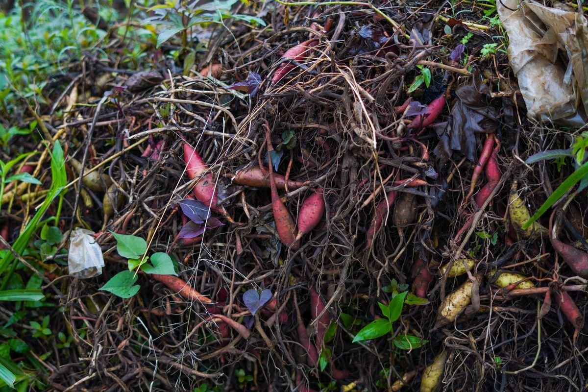 Difference Between Soil and Compost and How to Use Each