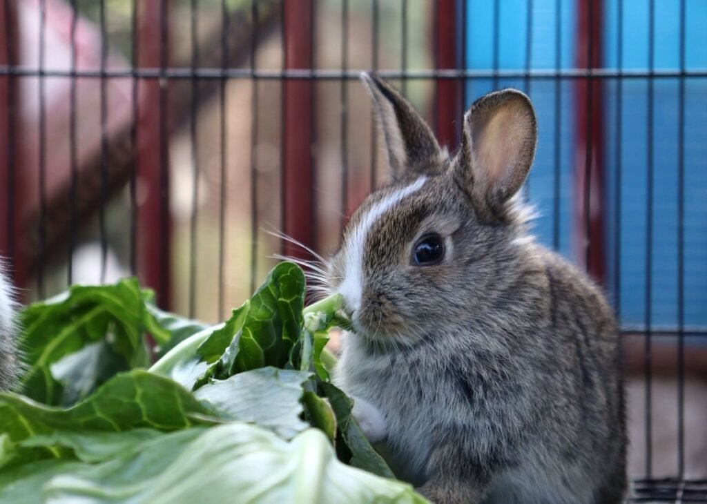 Can Rabbits Eat Pothos Plants and How to Keep Them Safe Can Rabbits Eat Pothos Plants and How to Keep Them Safe