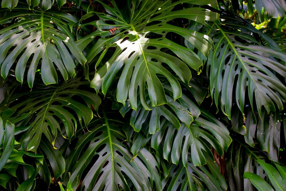 How to Repot a Monstera for Healthy Growth