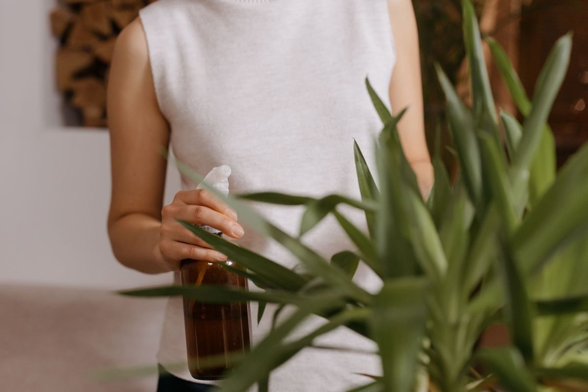 Why Is Your Dieffenbachia Stem Rotting and How to Fix It