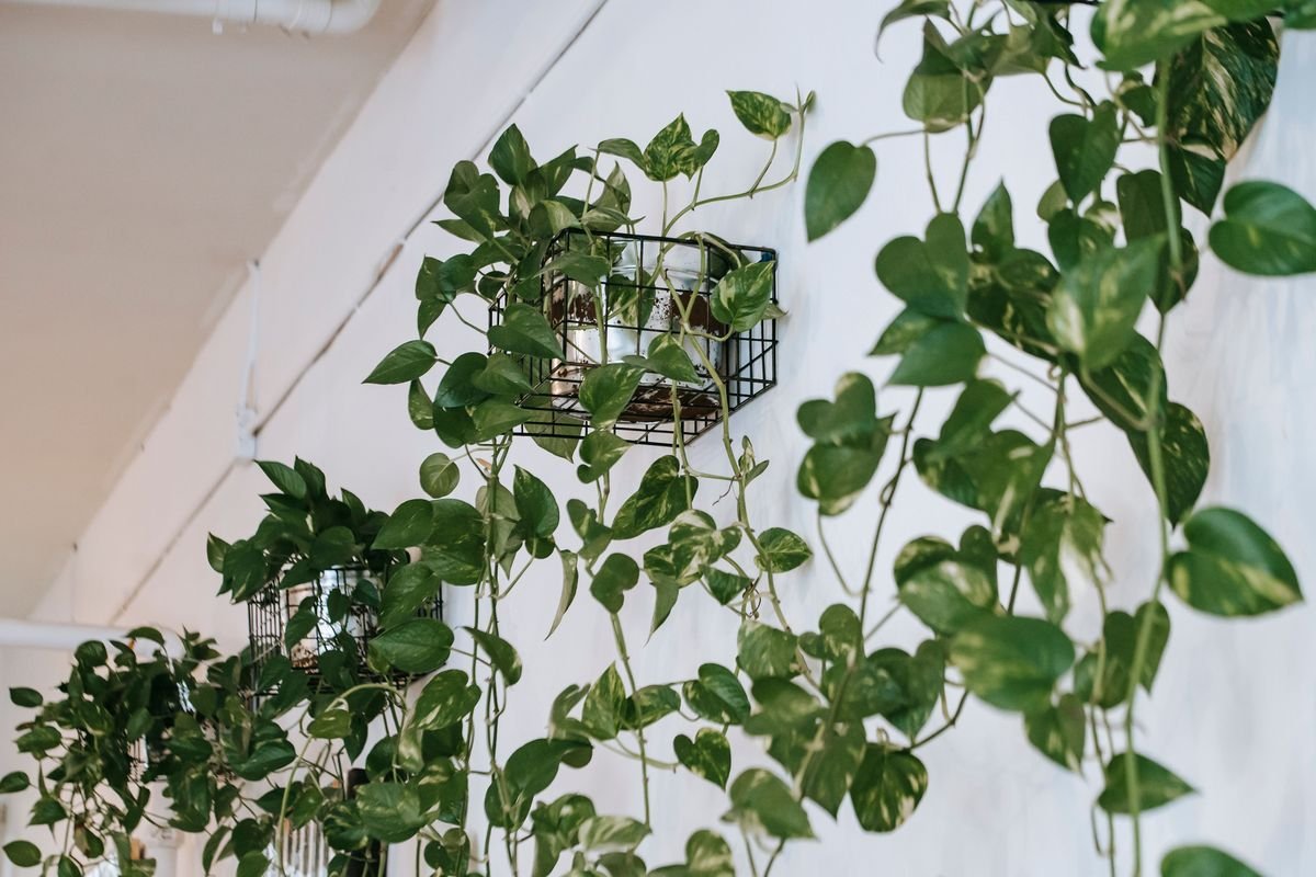 Can Rabbits Eat Pothos Plants and How to Keep Them Safe