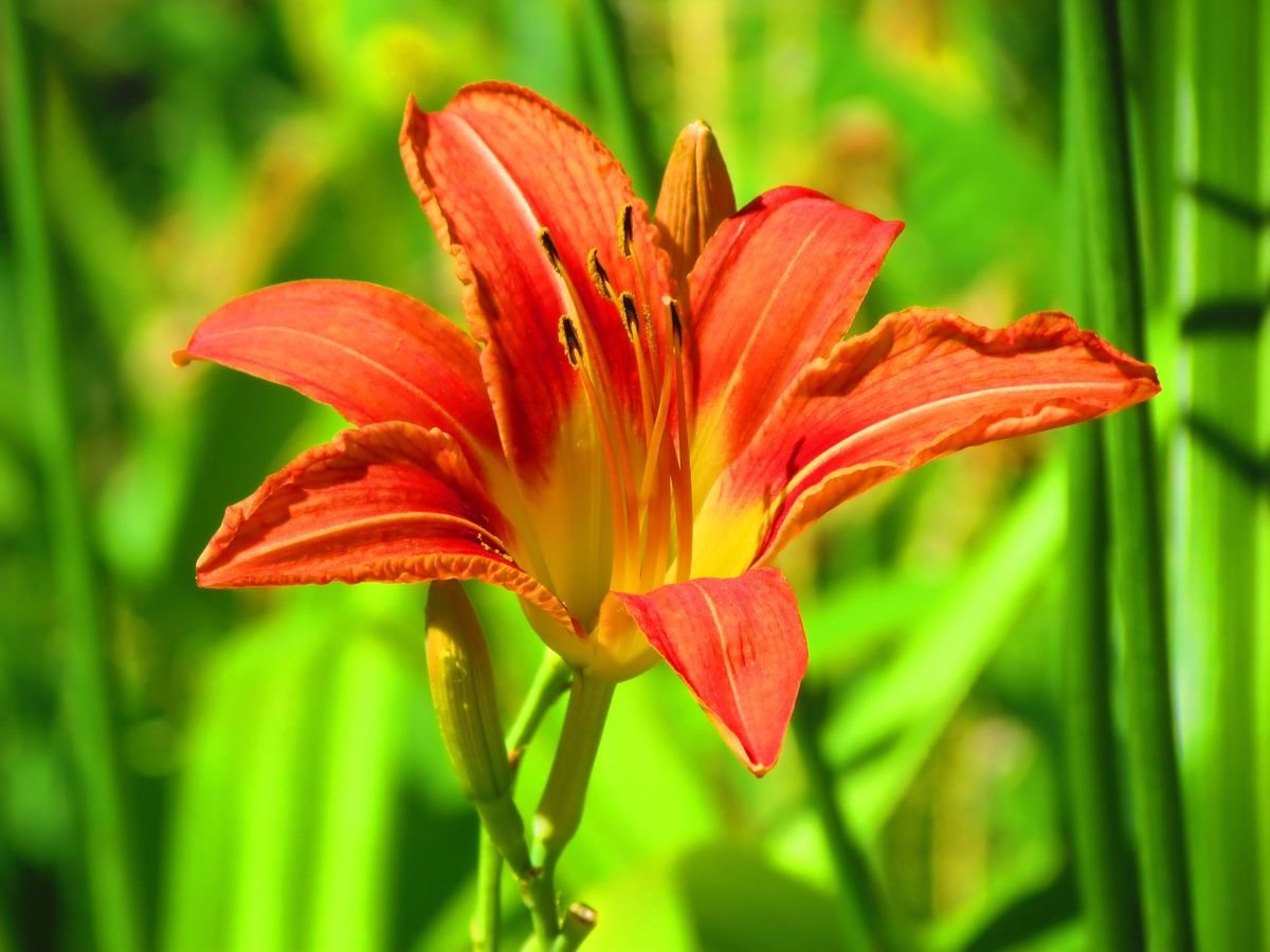 How Long Do Daylilies Bloom and How to Extend the Season