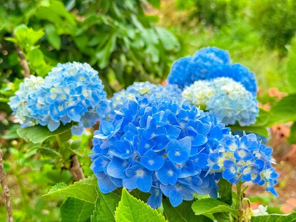 How to Make Your Hydrangeas Bloom with Vibrant Flowers How to Make Your Hydrangeas Bloom with Vibrant Flowers