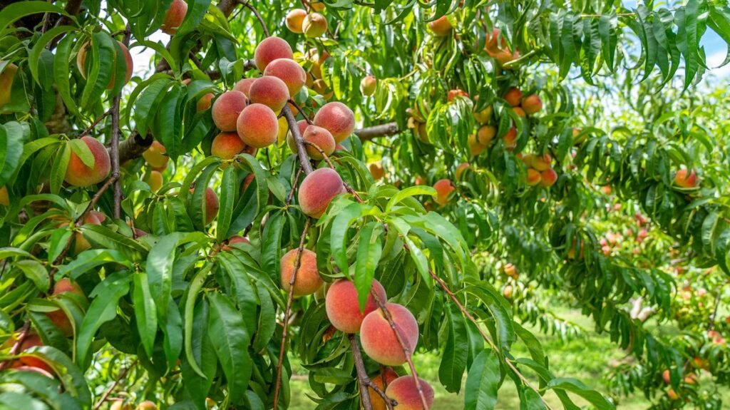 How to Grow Sweet and Juicy Backyard Peaches How to Grow Sweet and Juicy Backyard Peaches