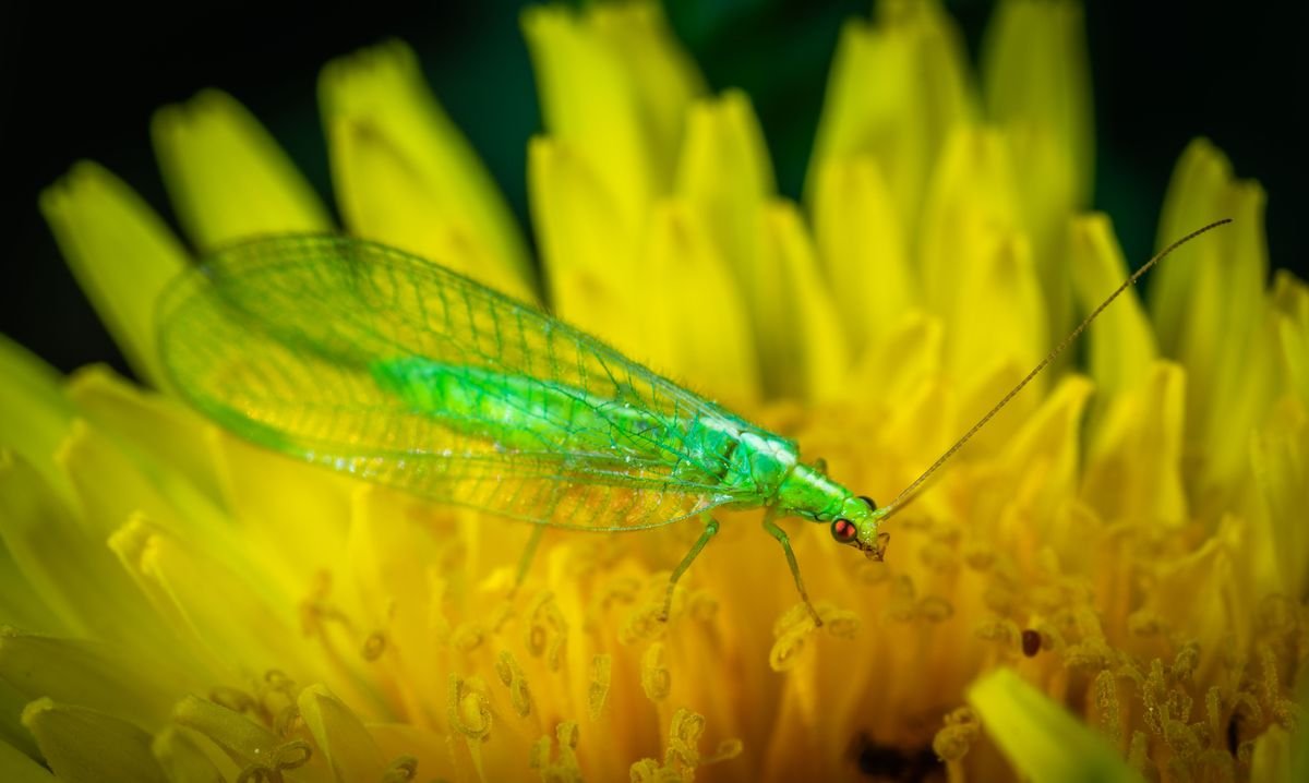 How to Attract and Protect Beneficial Insects in Your Garden
