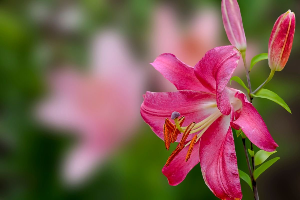 Do Lilies Need Full Sun for the Best Blooms