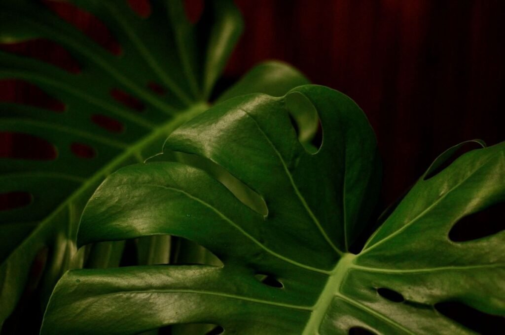 How to Make Your Monstera Bloom Indoors with Proven Steps How to Make Your Monstera Bloom Indoors with Proven Steps