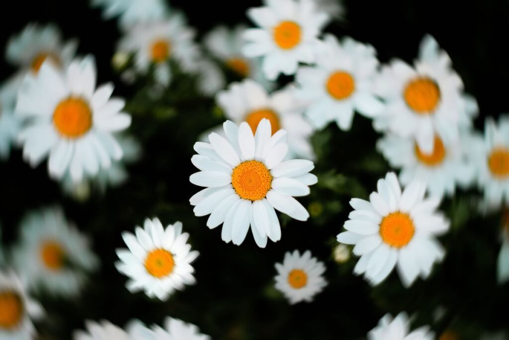 Why Are Your Daisies Dying and How to Save Them Why Are Your Daisies Dying and How to Save Them