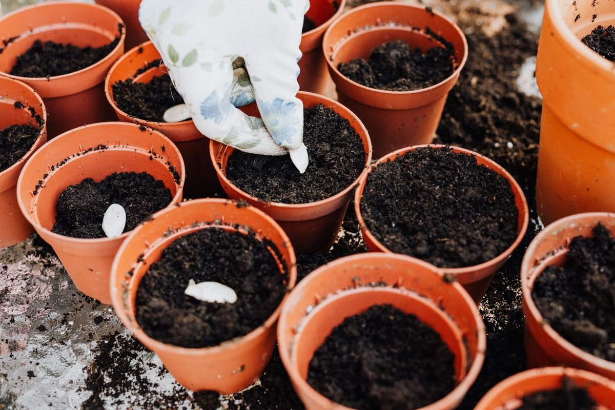 Why Growing Plants from Seed Is Worth the Effort