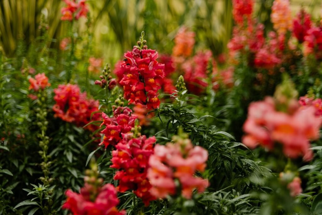 Why Are My Snapdragons Dying and How to Save Them Why Are My Snapdragons Dying and How to Save Them